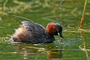 Images Dated 27th July 2014: Little Grebe -Tachybaptus ruficollis-, Tyrol, Austria