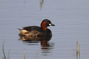 Images Dated 29th April 2013: Little Grebe -Tachybaptus ruficollis- on water, Burgenland, Austria