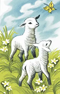 Fluffy Prints: Two Little Lambs