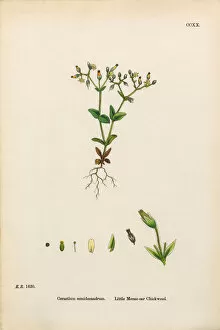 Images Dated 20th February 2017: Little Mouse-Ear Chickweed, Cerastium Semidecandrum, Victorian Botanical Illustration, 1863