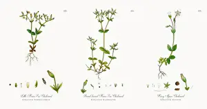 Little Mouse-Ear Chickweed, Cerastium Semidecandrum, Victorian Botanical Illustration, 1863
