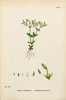 Little Mouse-Ear Chickweed, Cerastium Semidecandrum, Victorian Botanical Illustration, 1863