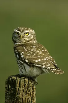 Images Dated 5th January 2010: Little owl -Athene noctua-, Hortobagy, Hungary, Europe