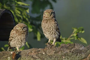 Images Dated 25th June 2014: Little Owls -Athene noctua-, young, Emsland, Lower Saxony, Germany