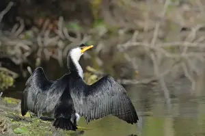 Phalacrocoracidae Prints: Little Pied Cormorant (Phalacrocorax melanoleucos), Australia