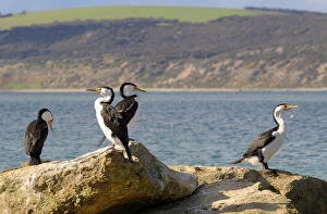 Little pied cormorants (Phalacrocorax melanoleucos), Kangaroo Island, Australia