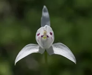 Little Pigeon Orchid -Codonorchis lessonii-, Huerquehue National Park, Araucania Region, Chile