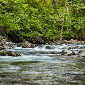 Little Pigeon River at Greenbrier, Great Smoky Mountains National Park, Tennessee, USA