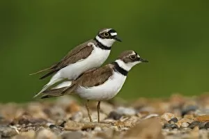Images Dated 4th May 2014: Little ringed plover -Charadrius dubius-, pair mating, Dessau-Rosslau, Saxony-Anhalt, Germany