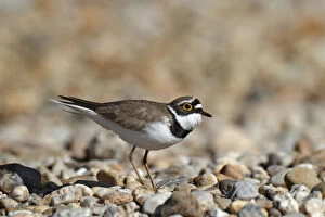 Images Dated 17th April 2014: Little ringed plover -Charadrius dubius-, male in habitat, Dessau-Rosslau, Saxony-Anhalt, Germany