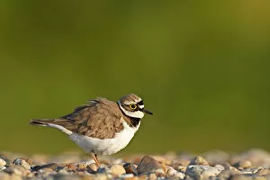 Images Dated 4th May 2014: Little ringed plover -Charadrius dubius-, male shaking itself, Dessau-Rosslau, Saxony-Anhalt
