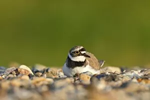 Images Dated 4th May 2014: Little ringed plover -Charadrius dubius-, male on the nest, Dessau-Rosslau, Saxony-Anhalt, Germany