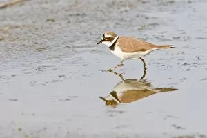 Images Dated 9th May 2013: Little Ringed Plover -Charadrius dubius- reflected in water, Texel, The Netherlands