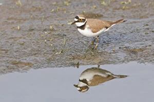 Images Dated 9th May 2013: Little Ringed Plover -Charadrius dubius- reflected in water, Texel, The Netherlands