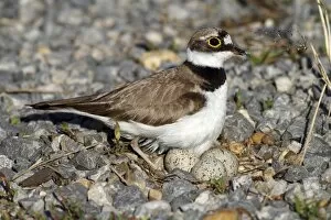 Images Dated 29th June 2011: Little Ringed Plover -Charadrius dubius-, on a nest with eggs on a gravel bank, Apetlon