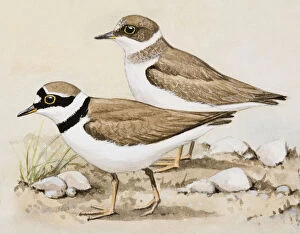 Images Dated 4th July 2007: Little ringed plover (Charadrius dubius), two birds standing side by side, side view