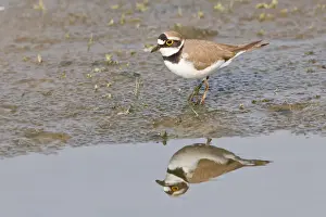 Little Ringed Plover -Charadrius dubius- reflected in water, Texel, The Netherlands