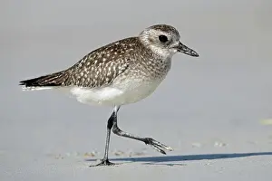 Little Ringed Plover, Oman, Asia
