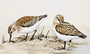 Little stint (Calidris minuta), two birds, one pecking and the other resting on one leg