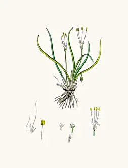 Herbal Medici Prints: Littorella lacustris plant