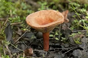 Images Dated 14th January 2012: Liver Milkcap -Lactarius hepaticus-, mycorrhizal fungus, inedible