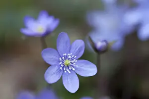 Liverwort (Anemone hepatica), Bavaria, Germany