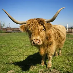 Livestock - Scottish Highland beef cow on a green pasture / near Escalon, California, USA