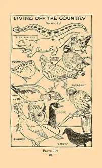 Quail Prints: Living off the Country II