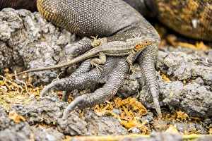 Marine Iguana Gallery: Lizard on the hand of a Marine iguana