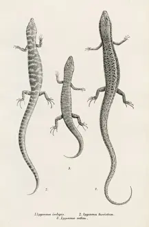 Chamaleon Prints: Lizards engraving 1887