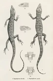 Lizards engraving 1887