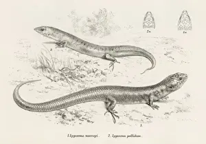 Lizards engraving 1887