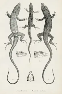 Lizards engraving 1887