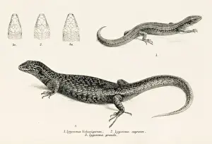 Lizard Prints: Lizards engraving 1887