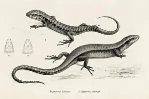Lizard Prints: Lizards engraving 1887