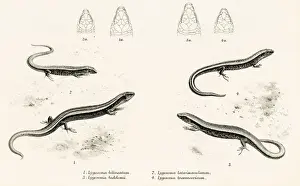 Lizard Prints: Lizards engraving 1887