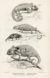Lizard Prints: Lizards engraving 1887