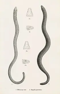 Lizard Prints: Lizards engraving 1887