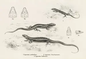 Lizards engraving 1887