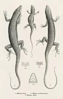 Lizard Prints: Lizards engraving 1887