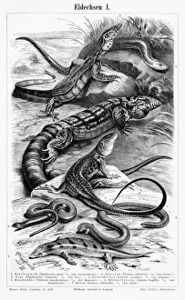 Lizard Prints: Lizards engraving 1895