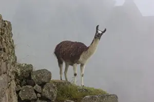 Llama Prints: Llama in Archaeological ruins of Machu Picchu