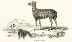 Images Dated 3rd April 2017: Llama engraving 1803