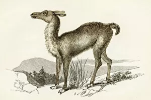 Images Dated 25th April 2017: Llama engraving 1851