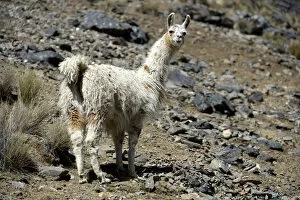Camelidae Collection: Llama -Lama glama- standing in the Andean Highlands, Altiplano, Department of La Paz, Bolivia