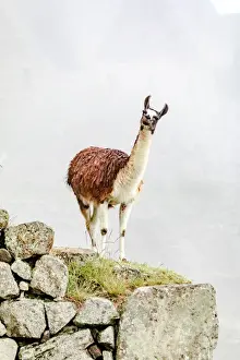 Llama Prints: Llama in Machu Picchu, Peru