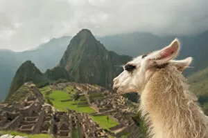 Andes Collection: Llama overlooking ruins of the ancient city of Machu Picchu, Peru