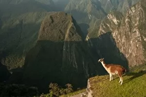 Images Dated 23rd April 2014: Llama overlooking ruins of the ancient city of Machu Picchu, Peru