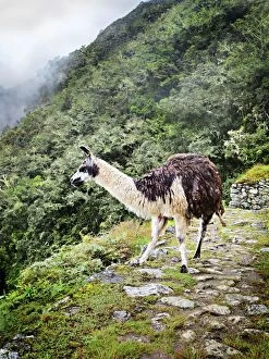 Camelid Gallery: Llama on a Peruvian mountainside