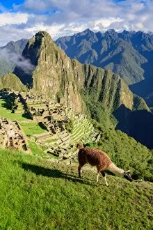 Llama walking in front of Machu Picchu, Peru